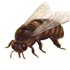 Apis mellifera