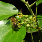 Butineuse avec pollen