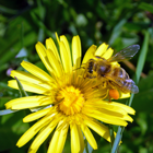 Abeille avec pollen