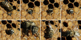 Naissance d'une abeille