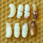 Abeille butineuse