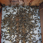 Mortalité des abeilles