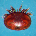 Varroa femelle