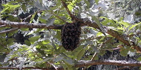 Naissance d'une abeille