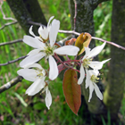 fleurs de l'amlanchier