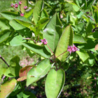 fruits de l'amlanchier