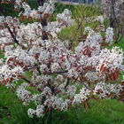 amélanchier en fleurs