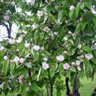 cognassier en fleurs