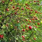 amélanchier en fleurs