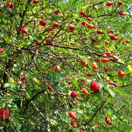 baies d' églantier pour liqueur 