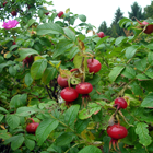 amélanchier en fleurs