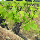 vigne en fleurs