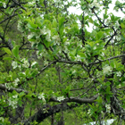 nèflier d\'Allemagne en fleurs