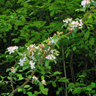 pommier sauvage en fleurs