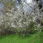 prunelier en fleurs