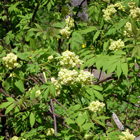 sureau rouge en fleurs