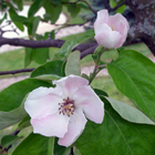 fleurs du cognassier