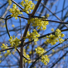 fleurs du cornouiller mle