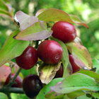 fruits du cornouiller