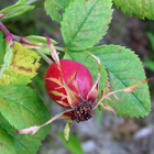 fruits de l'glantier