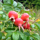 fruits de l'glantier