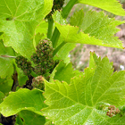 fleurs du framboiser