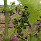 fleurs du framboiser