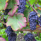 framboiser (raisin rouge de treille)