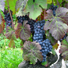 framboiser (raisin rouge de treille)