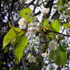 fleurs du merisier