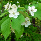 fleurs du nèflier d'Allemagne