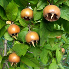 fruits du nèflier sauvage