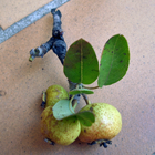 fruits du poirier sauvage