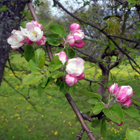 fleurs du pommier sauvage