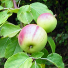 fruits du pommier sauvage