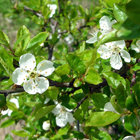 fleurs du prunier myrobolan