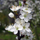 fleurs du prunelier