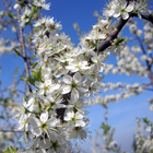 fleurs du prunelier