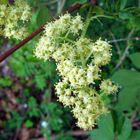 fleurs du sureau rouge