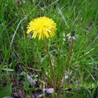 une fleur de pissenlit