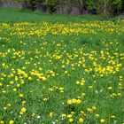 champ de fleurs de pissenlit