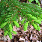 bourgeons de sapin