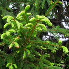 bourgeons de sapin