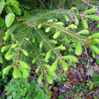 bourgeons de sapin