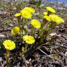 fleurs de tussilage