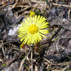 fleur de tussilage