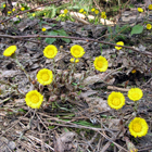 fleurs de tussilage