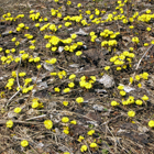 parterre de tussilage