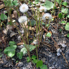 fleurs de tussilage en graines